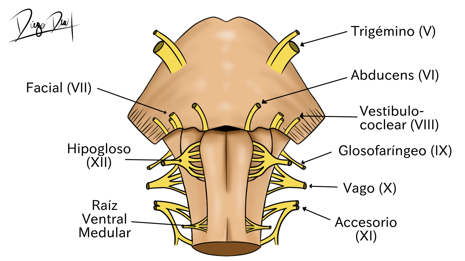 Atlas De Configuraci N Externa Del Tronco Encef Lico Y Ventr Culo Neuroanatom A Ufro