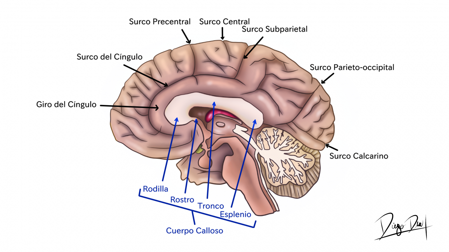 Atlas De Configuraci N Externa De Cerebro Neuroanatom A Ufro