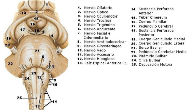 partes del tronco encefálico