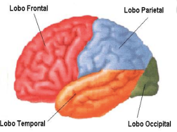 Configuraci N Externa De Cerebro Neuroanatom A Ufro