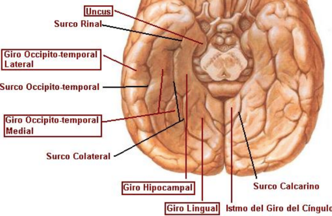 Configuraci N Externa De Cerebro Neuroanatom A Ufro